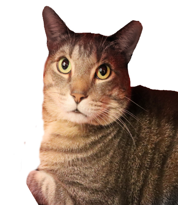 Gino